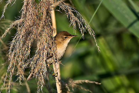 Eurasian Reed Warbler in good early-morning light & good displaying-mood Acrocephalus scirpaceus,Eurasian Reed Warbler,Geotagged,Germany,Summer