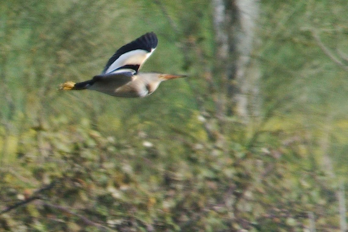 Little Bittern flying off  Geotagged,Germany,Ixobrychus minutus,Little Bittern,Max-Eyth See,Spring