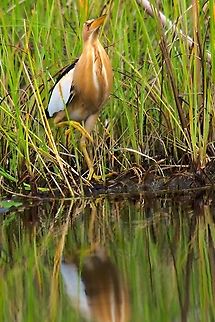 Little Bittern at Lake Kyoga Geotagged,Ixobrychus minutus,Lake Kyoga,Little Bittern,Summer,Uganda