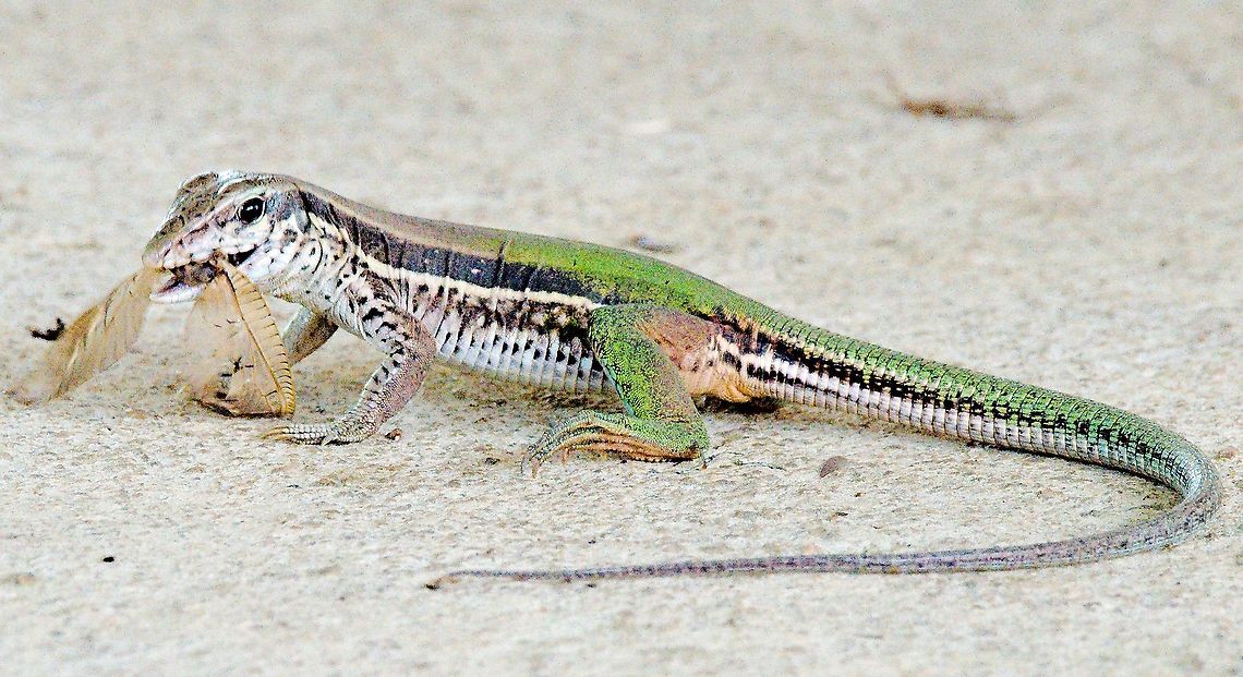 The giant ameiva about 20 cm<br />
seen at Comunidad Tucano Santa Cruz Ameiva ameiva,Colombia,Geotagged,Giant ameiva,Winter