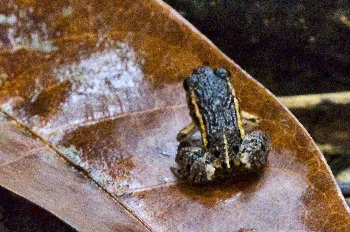 Rainfrog dorsal view said to be rainfrog unknown<br />
seen at Comunidad Tucano Adenomera hylaedactyla,Colombia,Geotagged,Winter