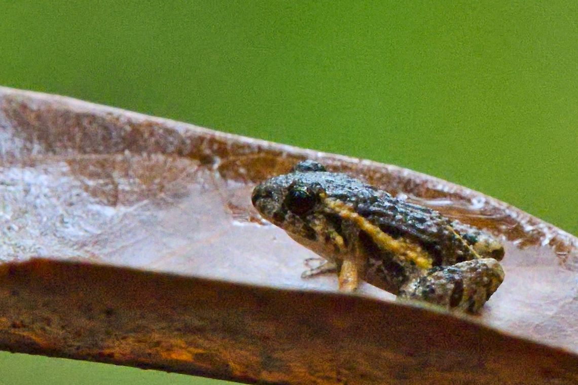 Rainfrog lateral view said to be rainfrog unknown<br />
seen at Comunidad Tucano Adenomera hylaedactyla,Colombia,Geotagged,Winter