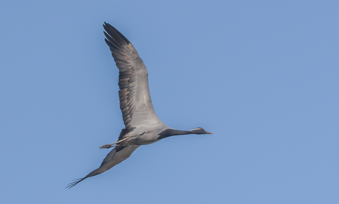 DSC_1025  Anthropoides virgo,Demoiselle Crane