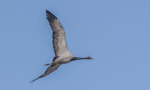 DSC_1025  Anthropoides virgo,Demoiselle Crane