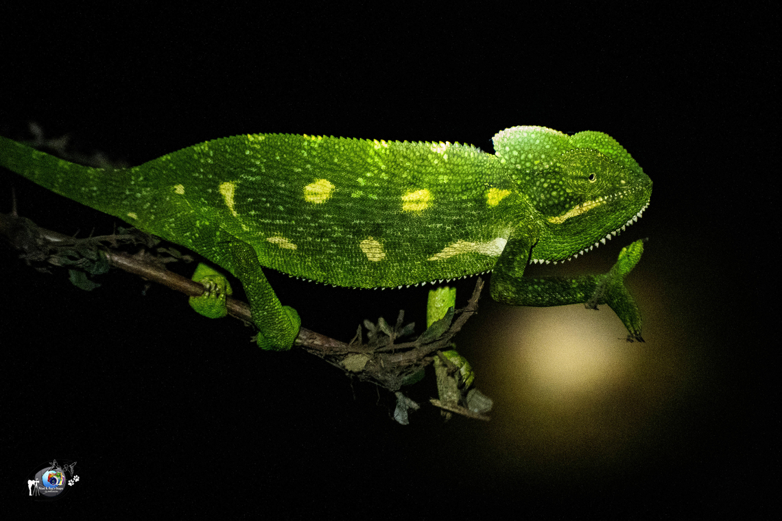 Indian chameleon  Chamaeleo zeylanicus,Chameleon,Geotagged,India,Indian chameleon