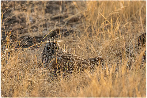 Short eared Owl  Asio flammeus,Geotagged,India,Short-Eared Owl