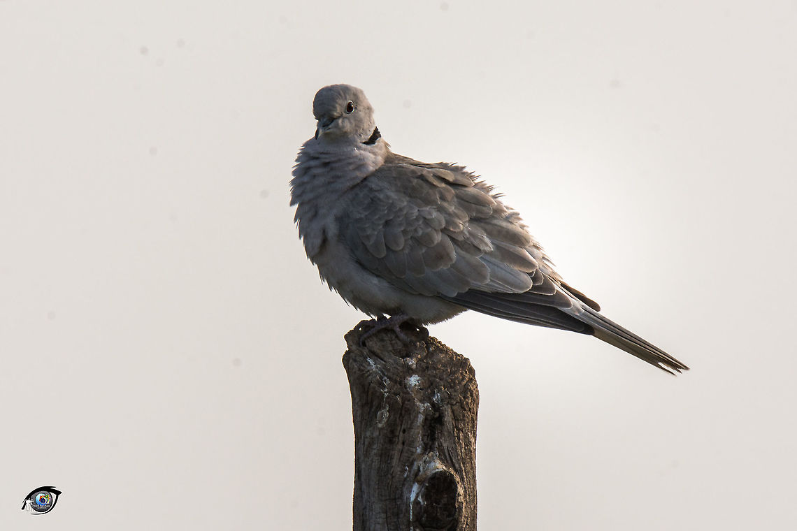 Coller Dove  Eurasian collared dove,Fall,Geotagged,India,Streptopelia decaocto