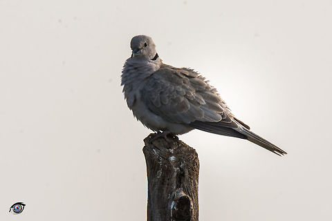 Coller Dove  Eurasian collared dove,Fall,Geotagged,India,Streptopelia decaocto