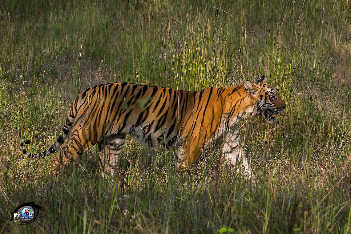 Bengal Tiger walking through grass  Bengal tiger,Fall,Geotagged,India,Panthera tigris tigris