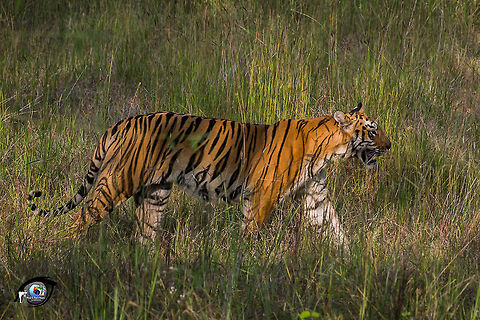 Bengal Tiger walking through grass  Bengal tiger,Fall,Geotagged,India,Panthera tigris tigris