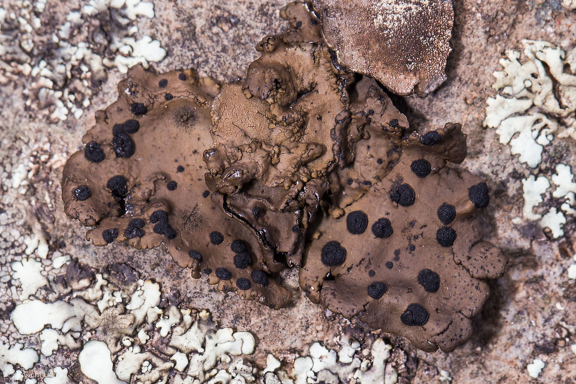 Umbilicaria phaea from Dye Creek Preserve  California Lichen Society Annual Meeting 2017,Dye Creek Preserve,Geotagged,Umbilicaria phaea,United States,Winter