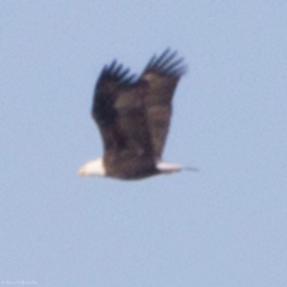 Three-Pixel Eagle Well, a few more than three in this case. Bald Eagle,Geotagged,Haliaeetus leucocephalus,Sacramento National Wildlife Refuge,United States,Winter