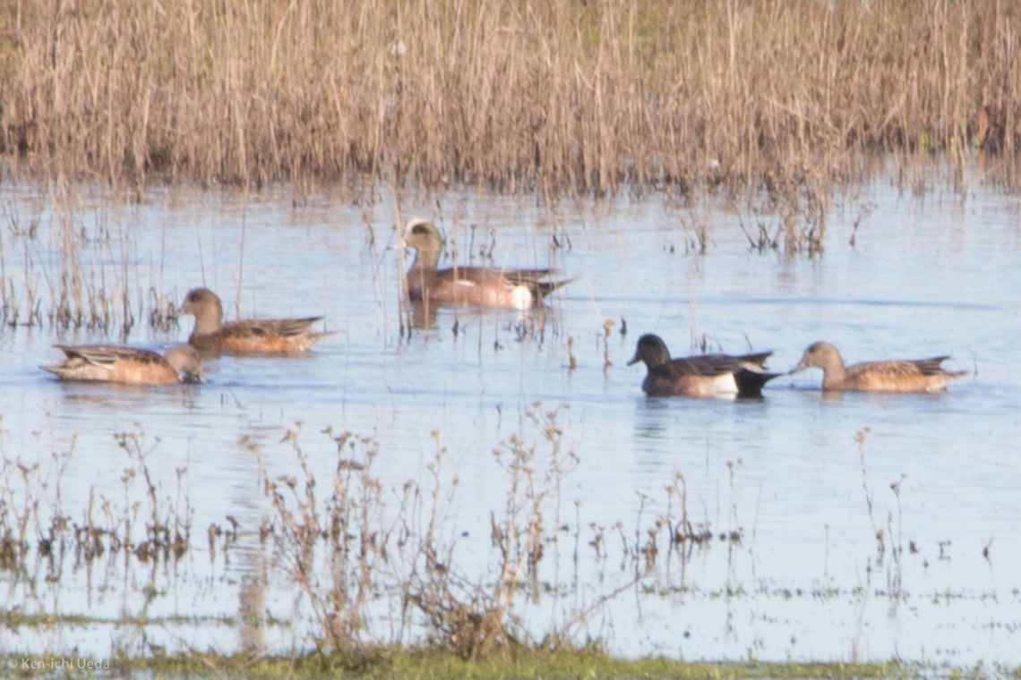 American Wigeon and Friends  American Wigeon,American wigeon,Anas americana,Geotagged,Mareca americana,Sacramento National Wildlife Refuge,United States,Winter