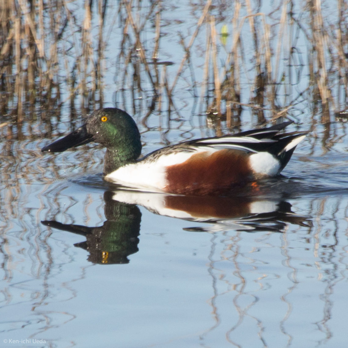 Ye Olde Northern Shoveler  Anas clypeata,Geotagged,Northern Shoveler,Sacramento National Wildlife Refuge,United States,Winter,sex=male