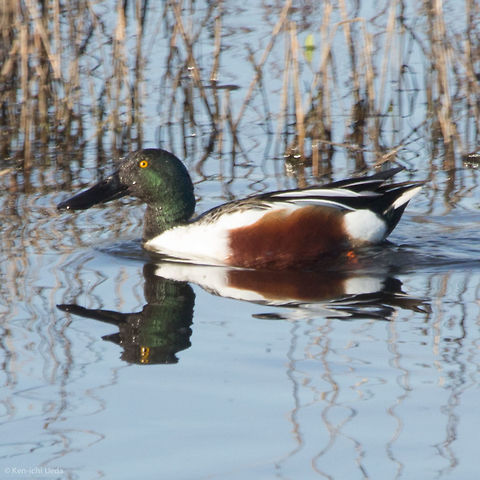 Ye Olde Northern Shoveler  Anas clypeata,Geotagged,Northern Shoveler,Sacramento National Wildlife Refuge,United States,Winter,sex=male