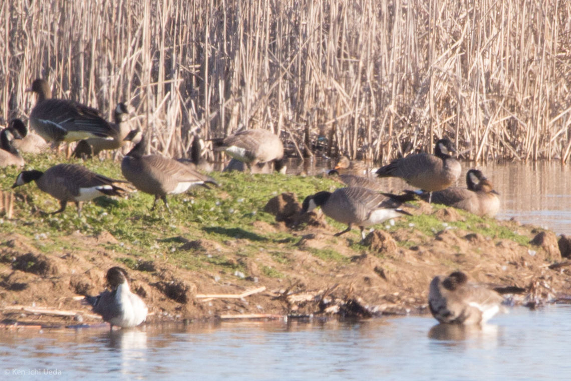 Cackling Geese Among other things... Branta hutchinsii,Cackling goose,Geotagged,Sacramento National Wildlife Refuge,United States,Winter
