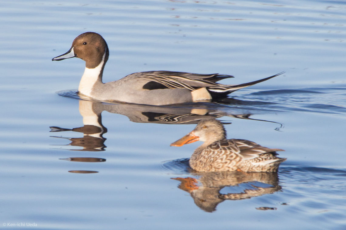 Northern Pintail side view  Anas acuta,Geotagged,Northern Pintail,Sacramento National Wildlife Refuge,United States,Winter