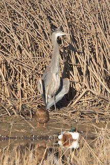 Evening Heron Yoga What is up with this posture? This was not a single frame in a movement, it was holding its wings like this. Ardea herodias,Geotagged,Great blue heron,Sacramento National Wildlife Refuge,United States,Winter