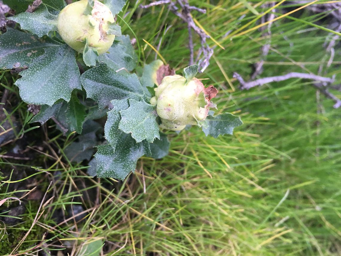 Coyote brush bud gall midge  Baccharis pilularis,Coyote brush bud gall midge,Geotagged,Rhopalomyia californica,United States,gall,insect