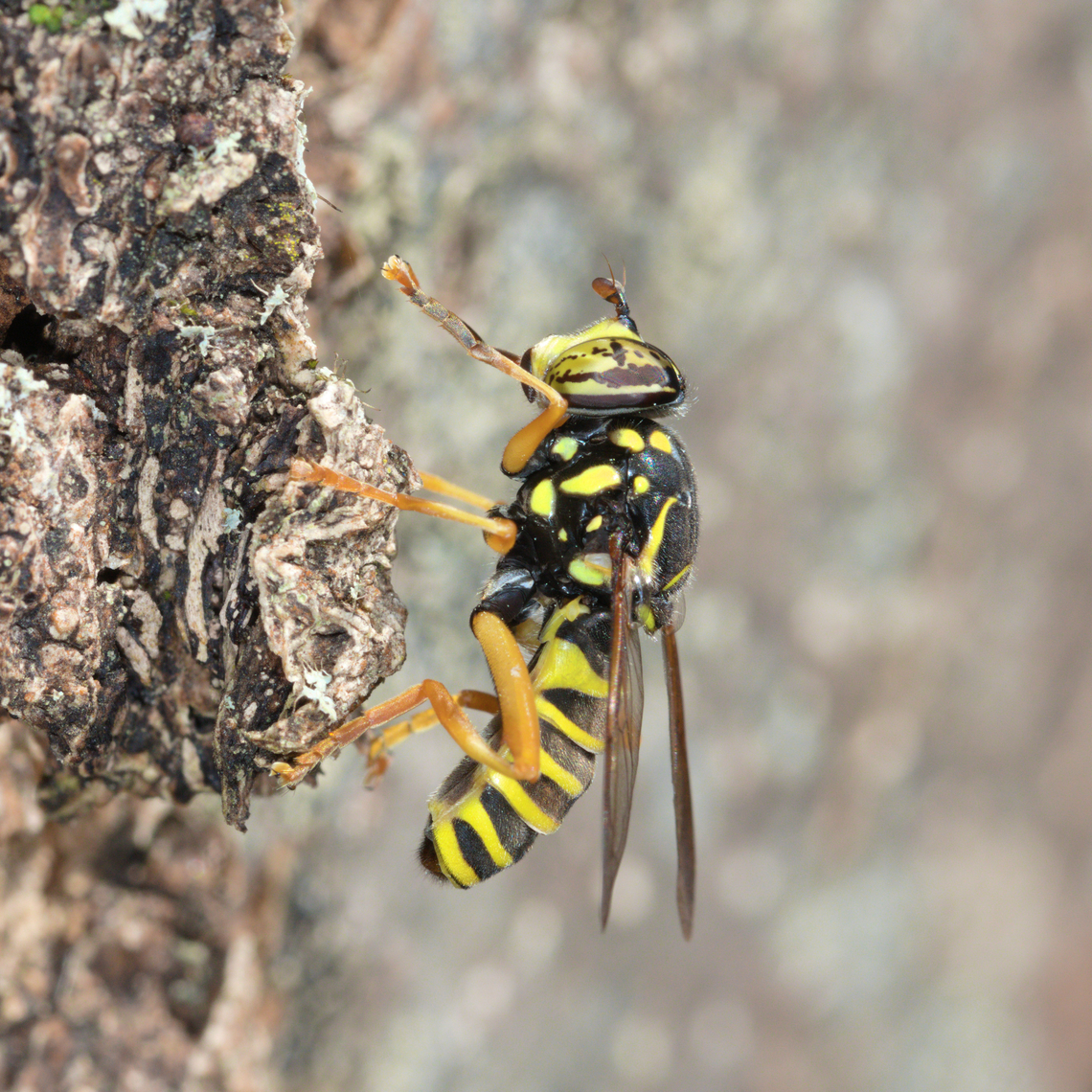Spilomyia saltuum A rather rare hoverfly cleaning its legs on a tree trunk in a small valley of the Aude.<br />
The adult is floricole, the larvae develop in the rotted wood. France,Geotagged,Spilomyia saltuum,Summer,Wasp mimicking syrphid fly
