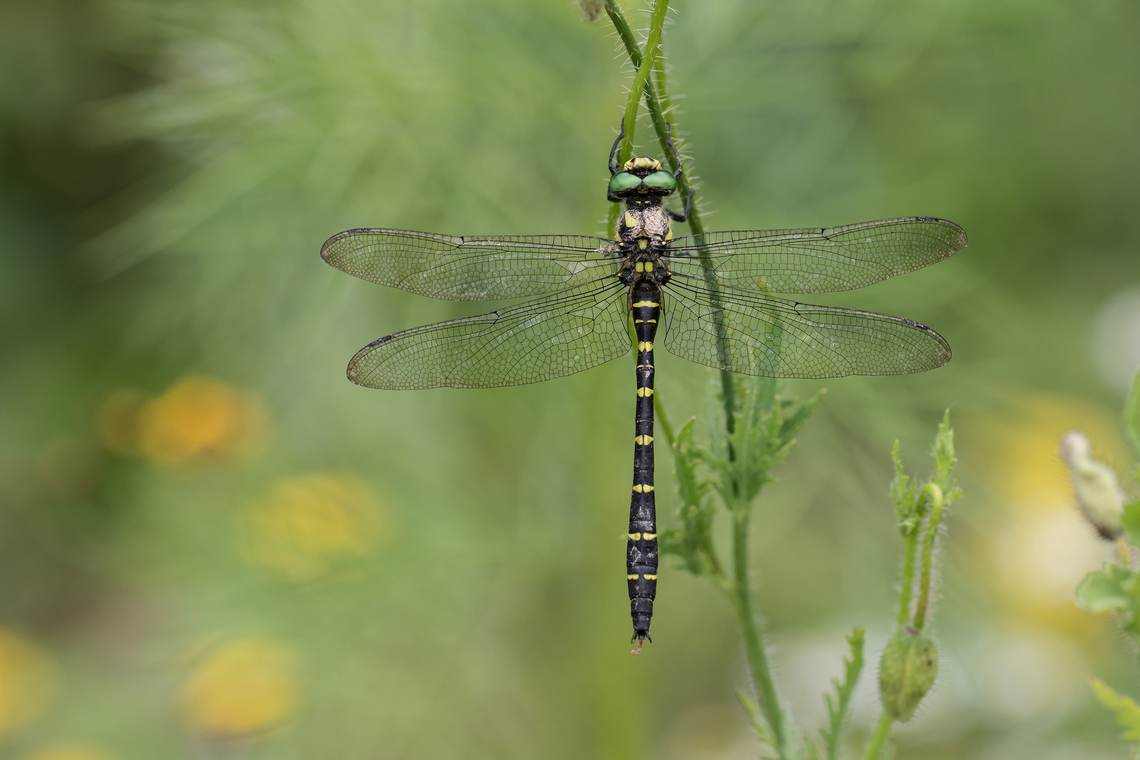 Sombre Goldenring dragonfly (Cordulegaster bidentata) Sombre Goldenring dragonfly male resting on a poppy in my garden. Animal,Anisoptera,Anisoptère,Cordulegaster,Cordulegaster bidentata,Cordulégastre,Cordulégastre bidenté,France,Geotagged,Goldenring,Libellule,Macro,Male,Nature,Odonate,Sombre Goldenring,Summer,Wildlife,dragonfly,odonata