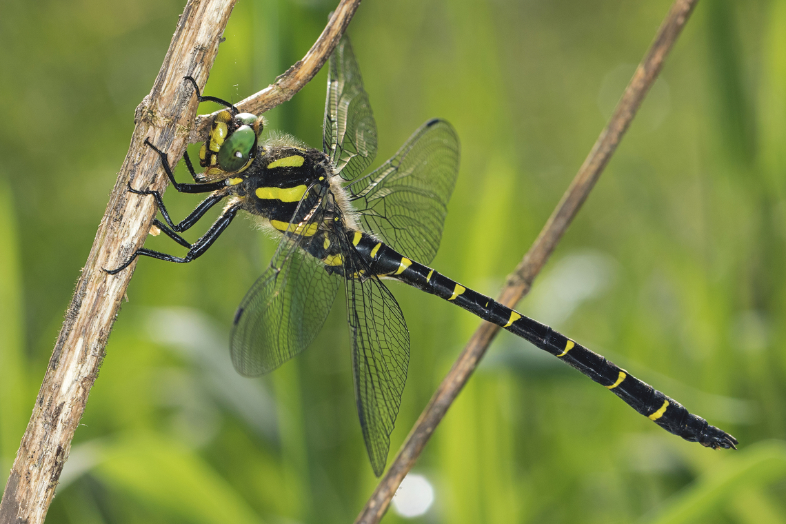 Sombre Goldenring dragonfly (Cordulegaster bidentata) Sombre Goldenring dragonfly male resting in a wet meadow. Limousin, France. Animal,Anisoptera,Anisopt&egrave;re,Cordulegaster,Cordulegaster bidentata,Cordul&eacute;gastre,Cordul&eacute;gastre bident&eacute;,France,Geotagged,Goldenring,Libellule,Macro,Male,Nature,Odonate,Sombre Goldenring,Spring,Wildlife,dragonfly,odonata