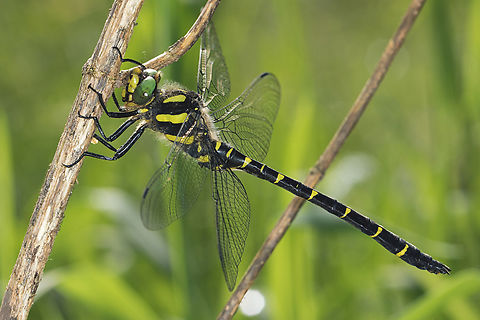 Sombre Goldenring dragonfly (Cordulegaster bidentata) Sombre Goldenring dragonfly male resting in a wet meadow. Limousin, France. Animal,Anisoptera,Anisoptère,Cordulegaster,Cordulegaster bidentata,Cordulégastre,Cordulégastre bidenté,France,Geotagged,Goldenring,Libellule,Macro,Male,Nature,Odonate,Sombre Goldenring,Spring,Wildlife,dragonfly,odonata