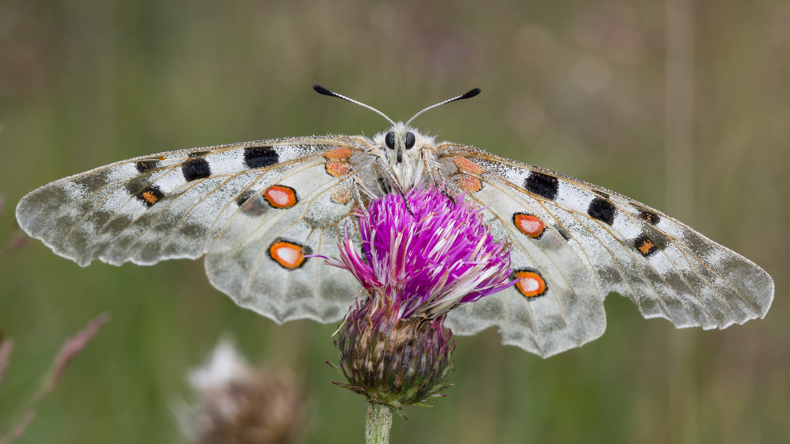 Apollo (Parnassius apollo) Apollo female foraging a flower of a tuberous thistle in an alpine meadow. Vercors, France.<br />
<br />
 Animal,Apollo,Apollo Butterfly,Apollon,Butterfly,Cirse tubéreux,Female,France,Geotagged,Grand Apollon,Lepidoptera,Macro,Mountain Apollo,Nature,Papilionidae,Papilionoidea,Papillon,Parnassiinae,Parnassius,Parnassius apollo
