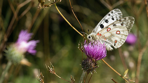 Apollo (Parnassius apollo) Apollo gathering nectar of a plume thistle flower in the valley of Llo. Catalan Pyrenees, France. Animal,Apollo,Apollo Butterfly,Apollon,Butterfly,Cirse,Cirsium,Faune,Grand Apollon,Insecta,Lepidoptera,Macro,Mountain Apollo,Nature,Papilionidae,Papillon,Parnassiinae,Parnassius,Parnassius apollo,Summer