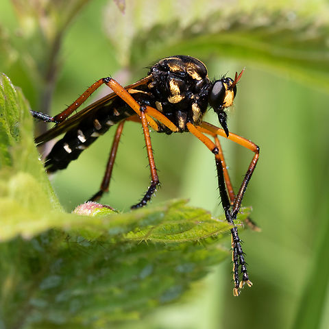 Molobratia teutonus This fly of the Asilidae family which when it is posed seems a little embarrassed by its large legs is an agile predator when it comes to taking in flight other insects. It has the particularity of raising its forelegs when approached. France,Geotagged,Molobratia teutonus,Spring