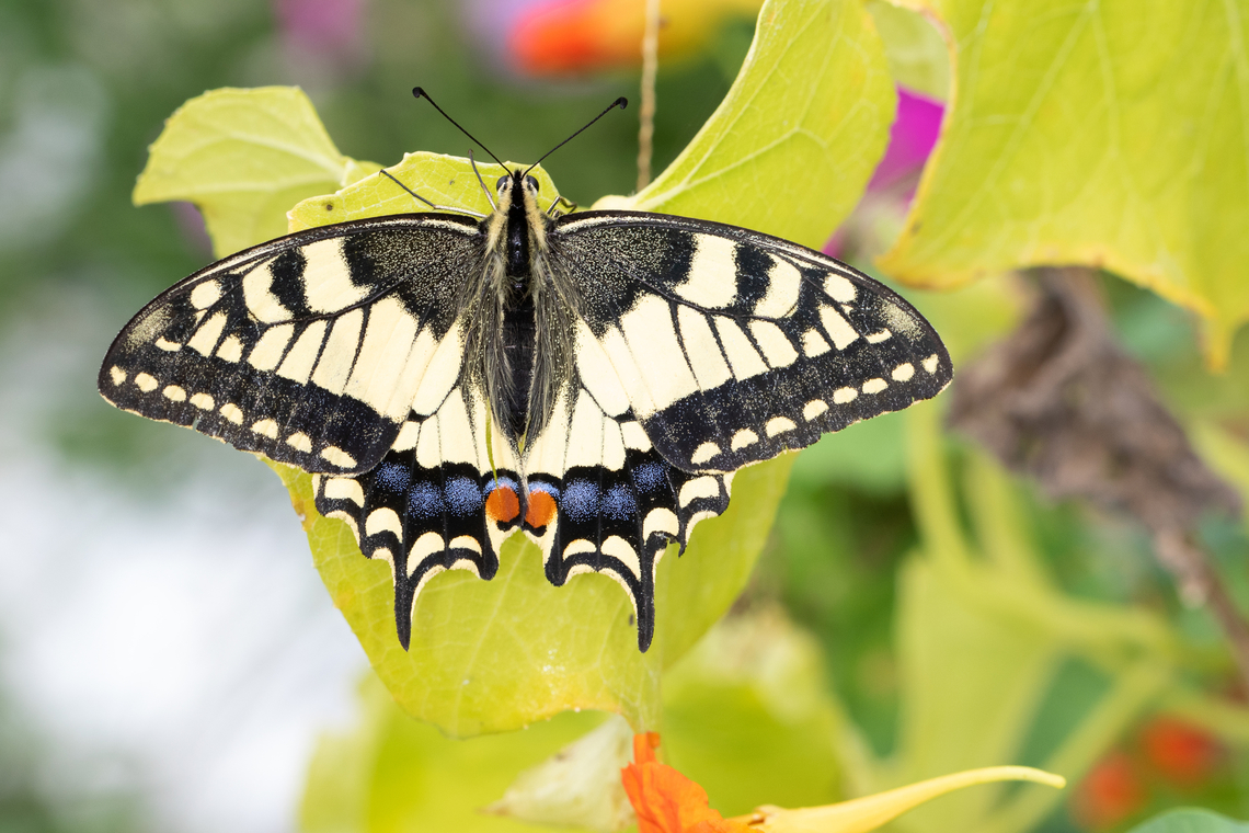 Common Yellow Swallowtail (Papilio machaon) Common Yellow Swallowtail resting in my garden. France,Geotagged,Old World swallowtail,Papilio machaon,Summer