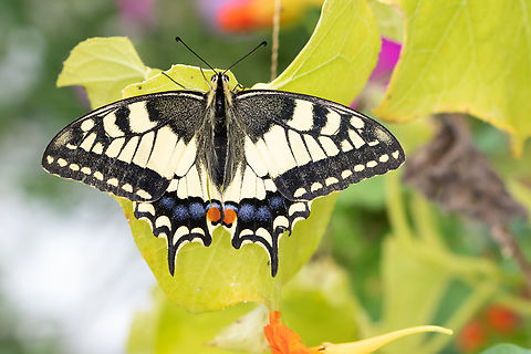 Common Yellow Swallowtail (Papilio machaon) Common Yellow Swallowtail resting in my garden. France,Geotagged,Old World swallowtail,Papilio machaon,Summer
