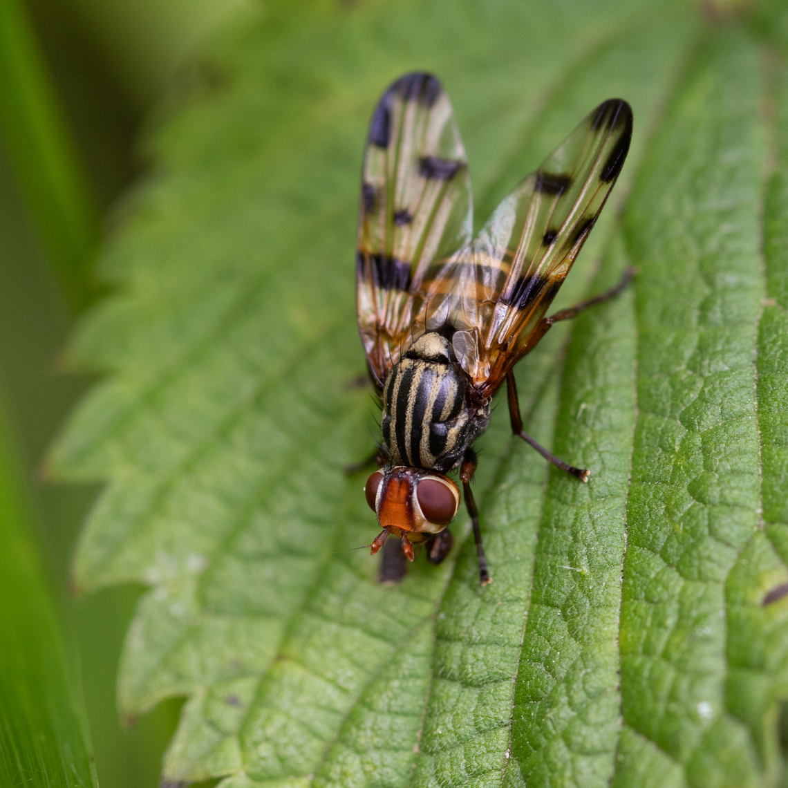 Otites elegans Otites elegans resting on a nettle leaf in my garden. Animal,Diptera,Fly,France,Geotagged,Insecta,Macro,Nature,Otites,Otites elegans,Otitinae,Spring,Ulidiidae,Wildlife