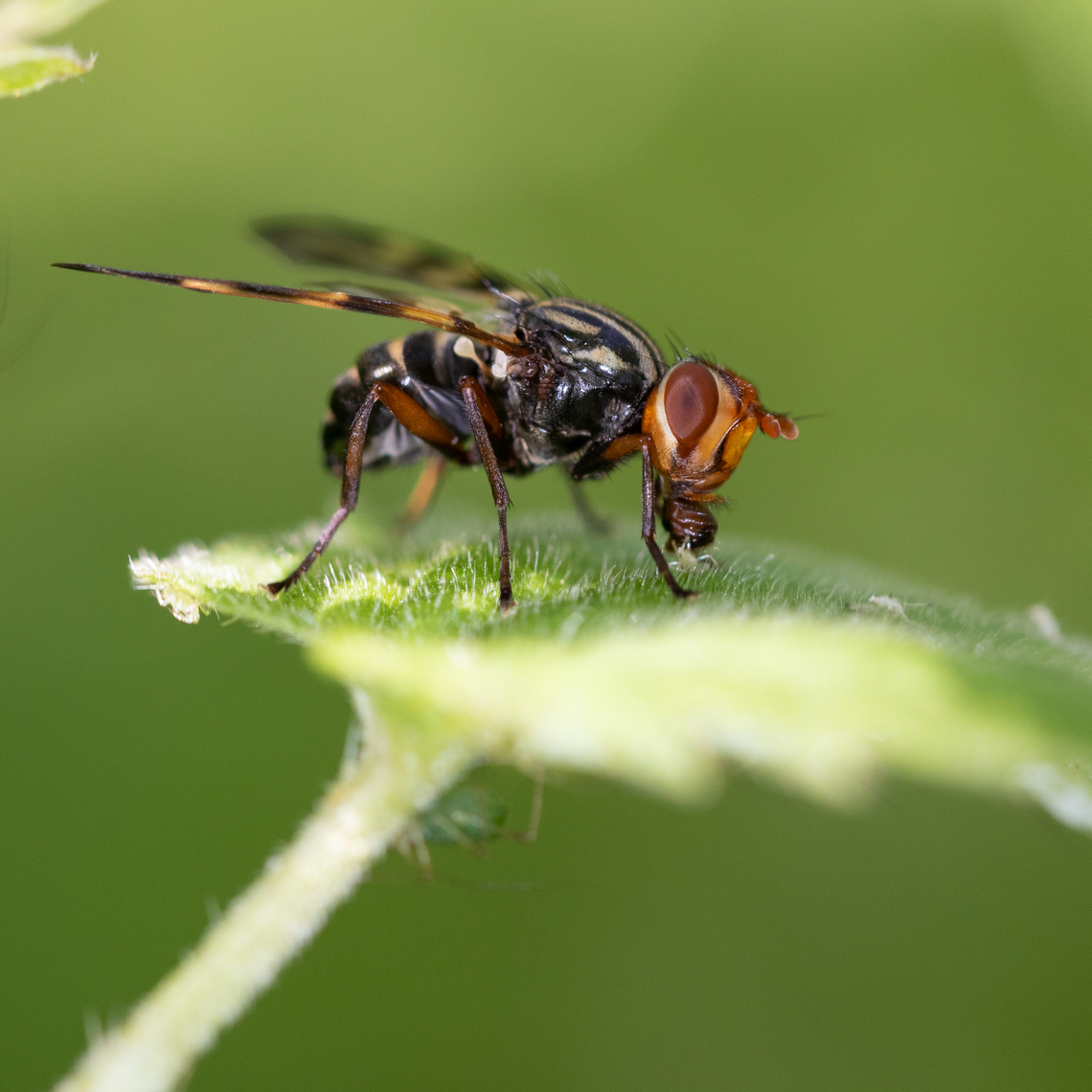 Otites elegans Otites elegans resting on a nettle leaf in my garden. Animal,Diptera,Fly,France,Geotagged,Insecta,Macro,Nature,Otites,Otites elegans,Otites jucunda,Otitinae,Spring,Ulidiidae,Wildlife