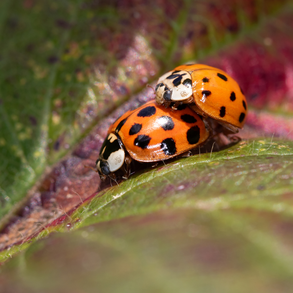 Harmonia axyridis Asian lady beetles mating on a mulberry leaf in my garden. France,Geotagged,Harmonia axyridis,Multicolored Asian Lady Beetle,spring