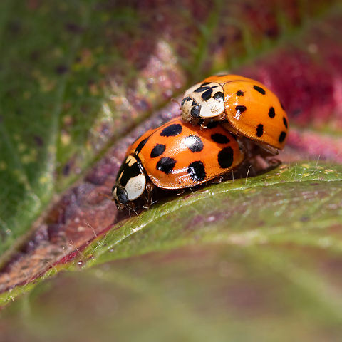 Harmonia axyridis Asian lady beetles mating on a mulberry leaf in my garden. France,Geotagged,Harmonia axyridis,Multicolored Asian Lady Beetle,spring