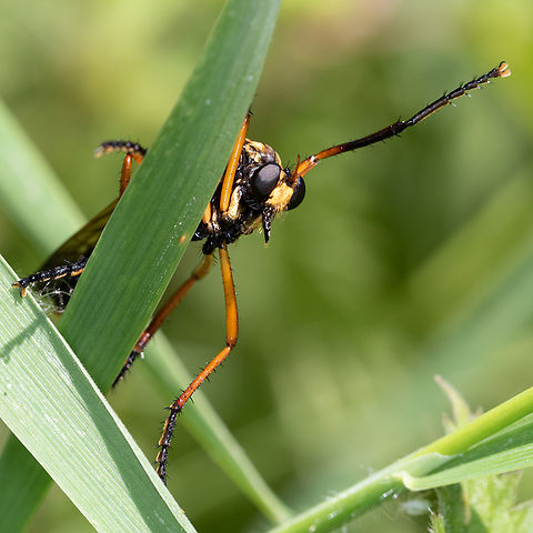 Molobratia teutonus This fly of the Asilidae family which when it is posed seems a little embarrassed by its large legs is an agile predator when it comes to taking in flight other insects. It has the particularity of raising its forelegs when approached. Asilidae,Diptera,France,Geotagged,Molobratia teutonus,Spring