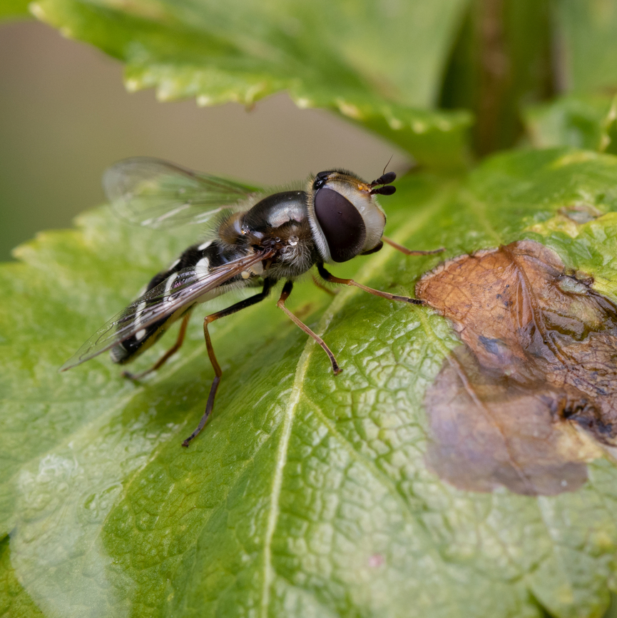 Scaeva pyrastri A Pied Hoverfly female resting on an alexander leaf in my garden. Diptera,France,Geotagged,Hoverfly,Insecta,Pied Hover Fly,Pied hoverfly,Scaeva,Scaeva pyrastri,Spring,Syrphidae