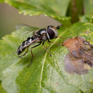 Scaeva pyrastri A Pied Hoverfly female resting on an alexander leaf in my garden. Diptera,France,Geotagged,Hoverfly,Insecta,Pied Hover Fly,Pied hoverfly,Scaeva,Scaeva pyrastri,Spring,Syrphidae