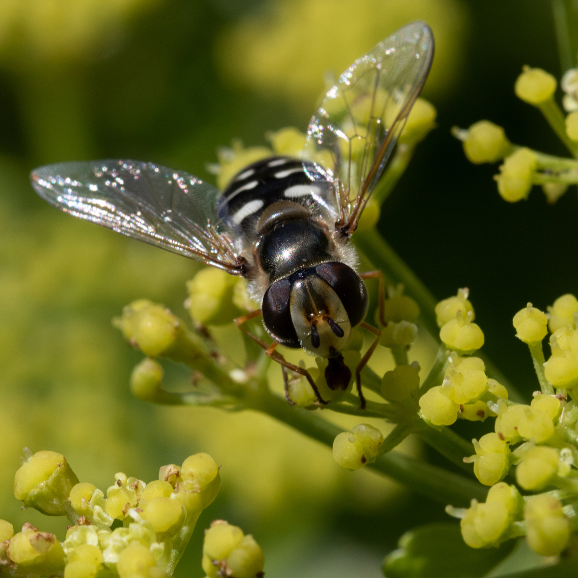 Scaeva pyrastri A Pied Hoverfly female gathering nectar of an alexander in bloom in my garden. Diptera,France,Geotagged,Hoverfly,Insecta,Pied Hover Fly,Pied hoverfly,Scaeva,Scaeva pyrastri,Spring,Syrphidae
