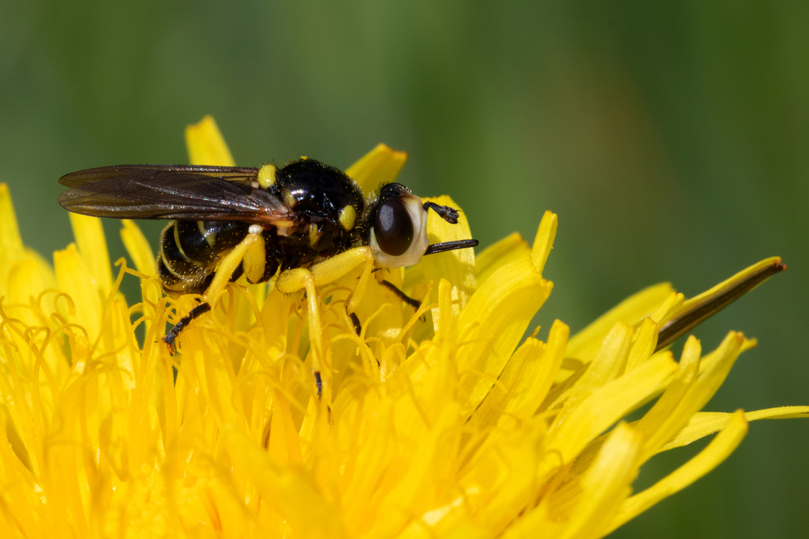 Dalmannia aculeata A Thick-Headed Fly gathering nectar of a dandelion in a wet meadow. Conopidae,Dalmannia,Dalmannia aculeata,France,Geotagged,Spring