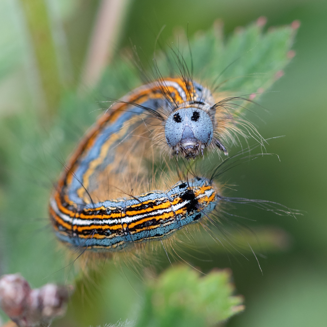 Malacosoma neustria A caterpillar of Lackey moth on a raspberry leaf in my garden. France,Geotagged,Lackey,Lasiocampidae,Lepidoptera,Malacosoma,Malacosoma neustria,Moth,Spring,The Lackey,The Lackey moth,Wildlife
