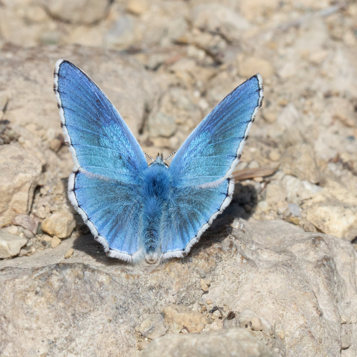 Polyommatus bellargus Adonis blue resting on a path. Adonis blue,France,Geotagged,Pollyommatus bellargus,Spring