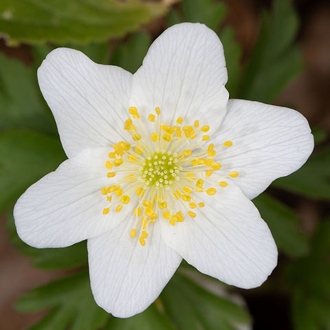 Anemone nemorosa first anemone flower of the season in a humid forest. Anemone nemorosa,France,Geotagged,Winter,Wood anemone