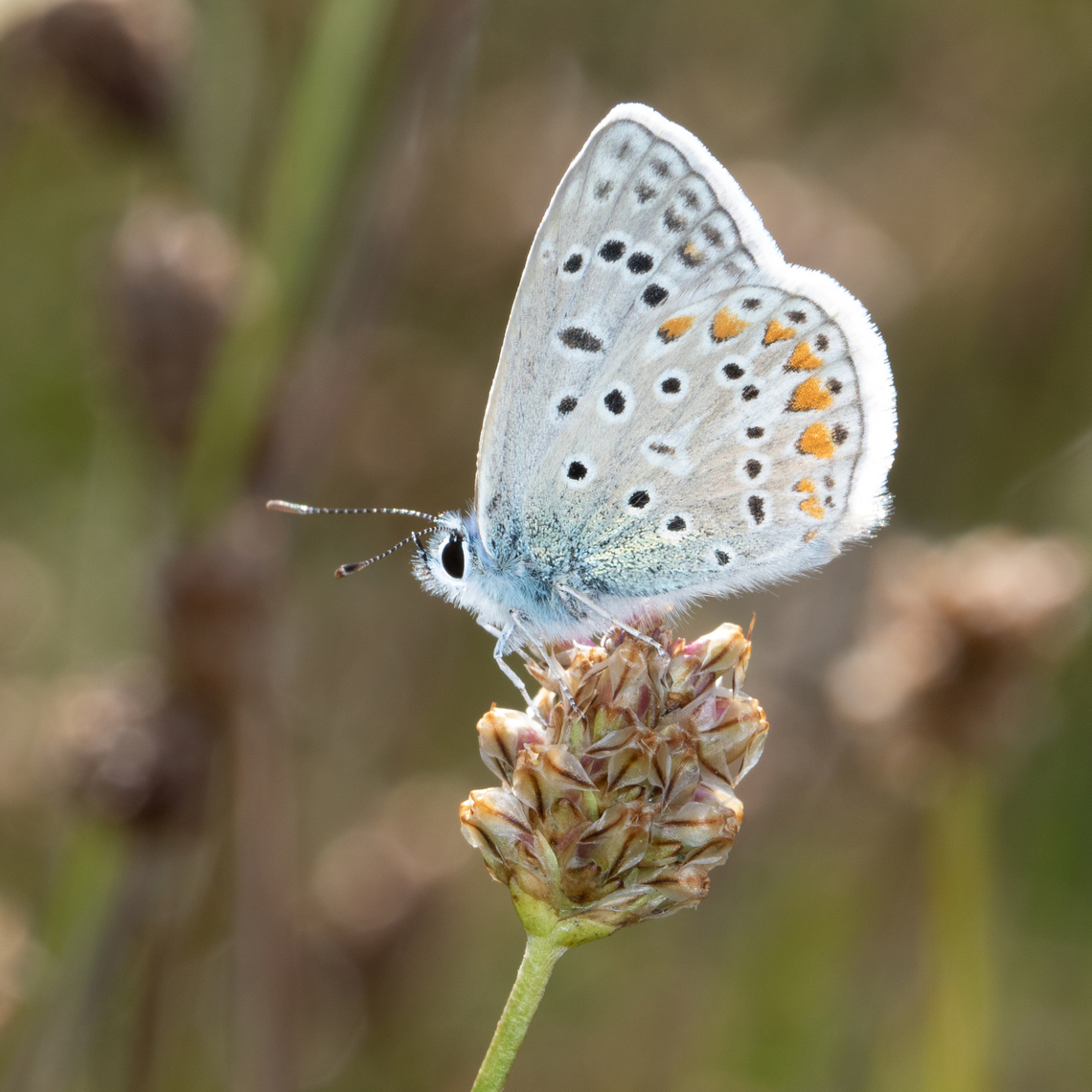 Common blue (Polyommatus icarus) Comon blue male taking the sun in a mountain wasteland Common blue,France,Geotagged,Polyommatus icarus,Summer