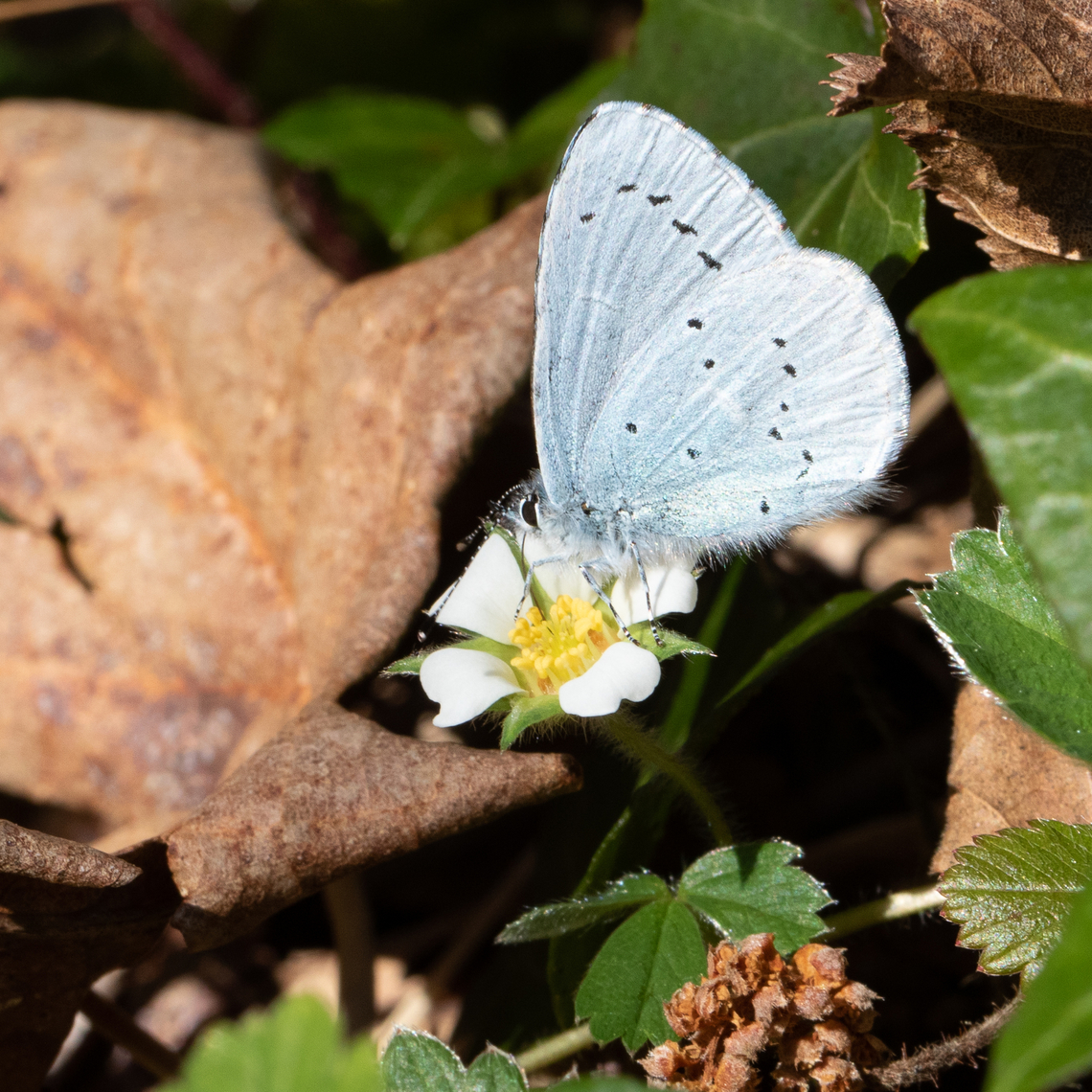 Holly blue (Celastrina argiolus) Holly blue gathering nectar of strawberryleaf along a forest path. Celastrina argiolus,Holly Blue