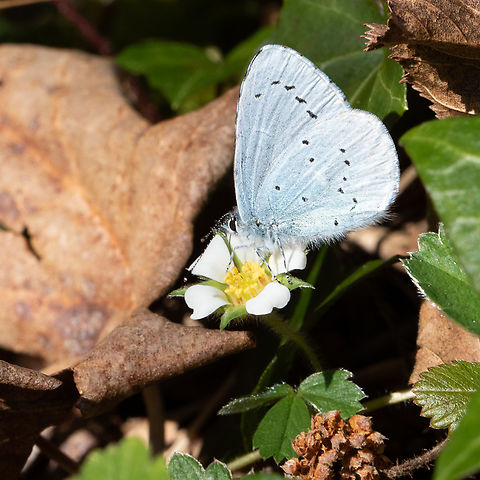 Holly blue (Celastrina argiolus) Holly blue gathering nectar of strawberryleaf along a forest path. Celastrina argiolus,Holly Blue