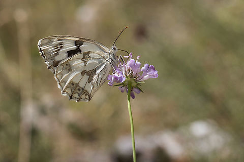 Melanargia lachesis Iberian marbled white gathering nectar of a scabious flower in a meadow. Pyrénées Orientales, France. Animal,Butterfly,France,Iberian Marbled White,Iberian marbled white,Insecta,Lepidoptera,Lesser Scabious,Marbled White,Melanargia,Melanargia lachesis,Nature,Nymphalidae,Satyrinae,Scabiosa columbaria,Scabious