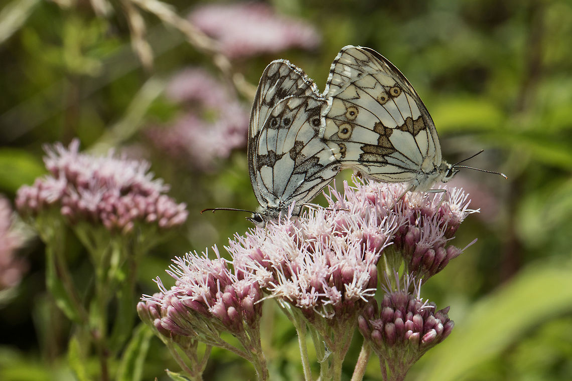 Melanargia galathea Mating pair of Marbled White butterflies on a hemp agrimony in bloom in a meadow. Pyr&eacute;n&eacute;es Orientales, France.<br />
 Butterfly,Eupatorium cannabinum,France,Hemp Agrimony,Insecta,Lepidoptera,Male,Marbled White,Melanargia,Melanargia galathea,Nymphalidae