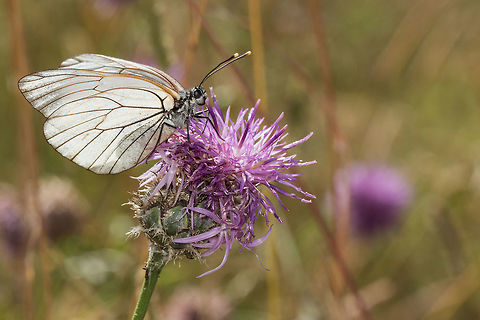 Aporia crataegi A Black-veined White female gathering nectar of a Greater Scabious flower in a meadow. Animal,Aporia,Aporia crataegi,Black-veined White,Butterfly,Faune,Female,France,Insecta,Lepidoptera,Macro,Nature,Pieridae,Pierinae,Pierini
